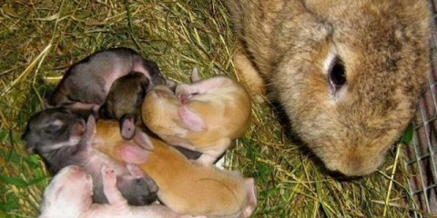 Koliko puta dnevno zec hrani novorođene zečeve